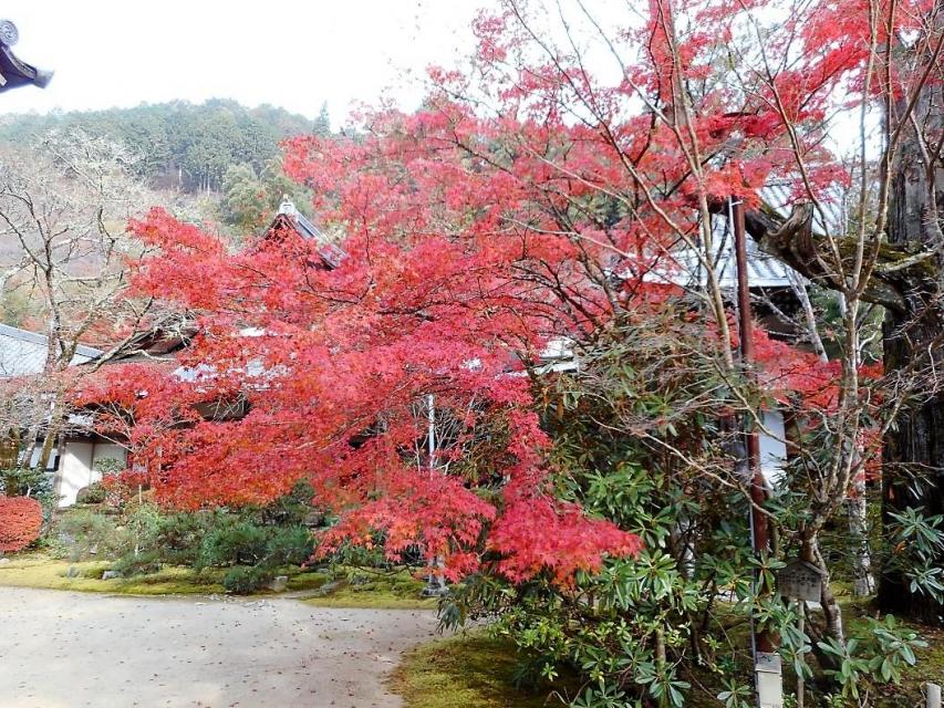 Saimyo-ji Temple