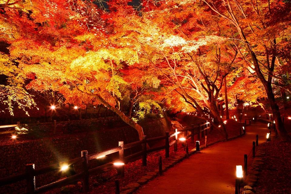 Autumn Illumination events in Kyoto in 2024 Kyoto City Official