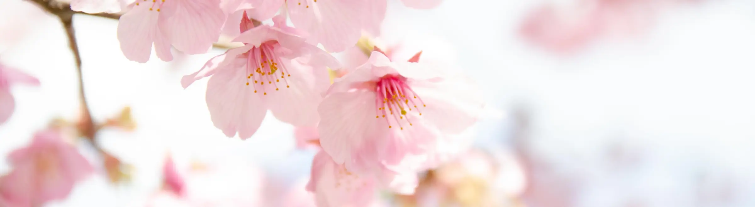 櫻花日曆