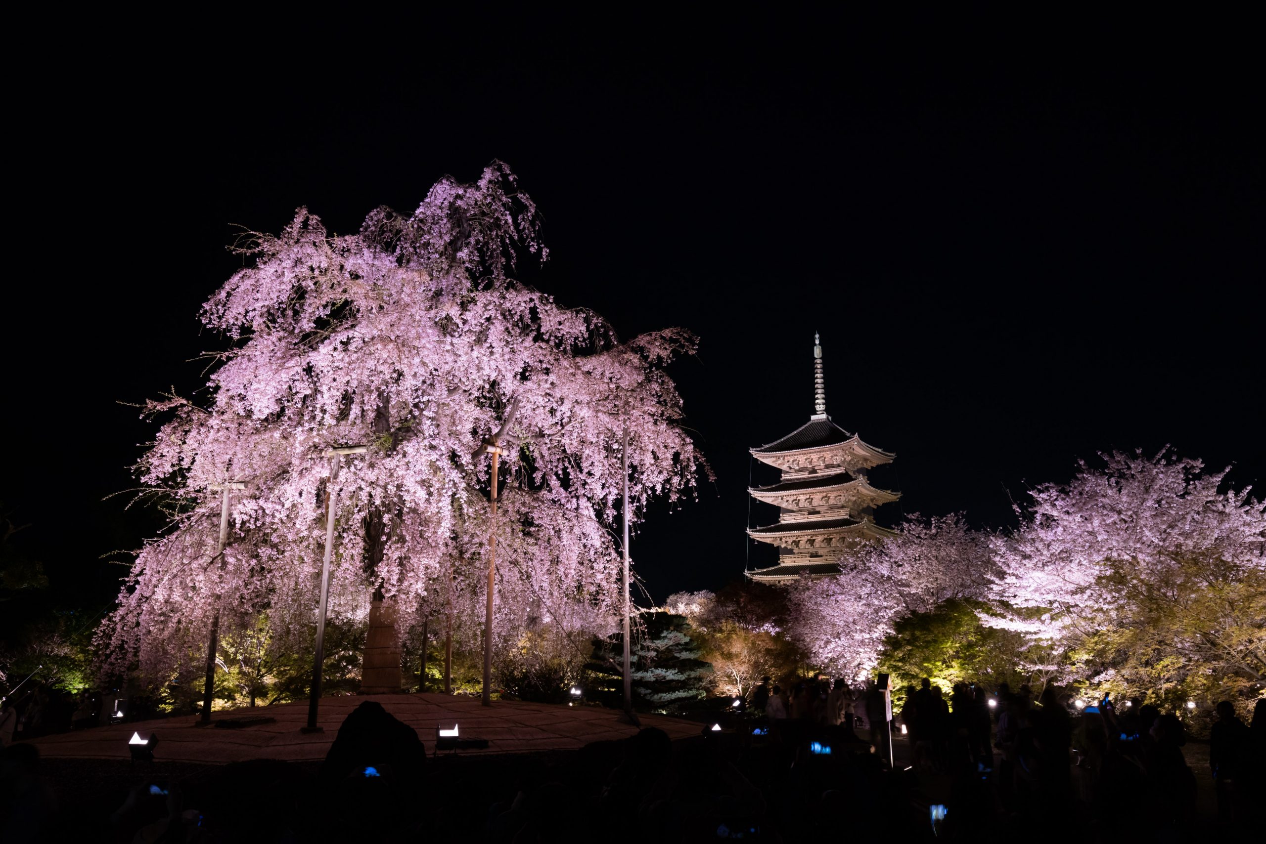 Spring illuminations and special opening events in Kyoto in 2025