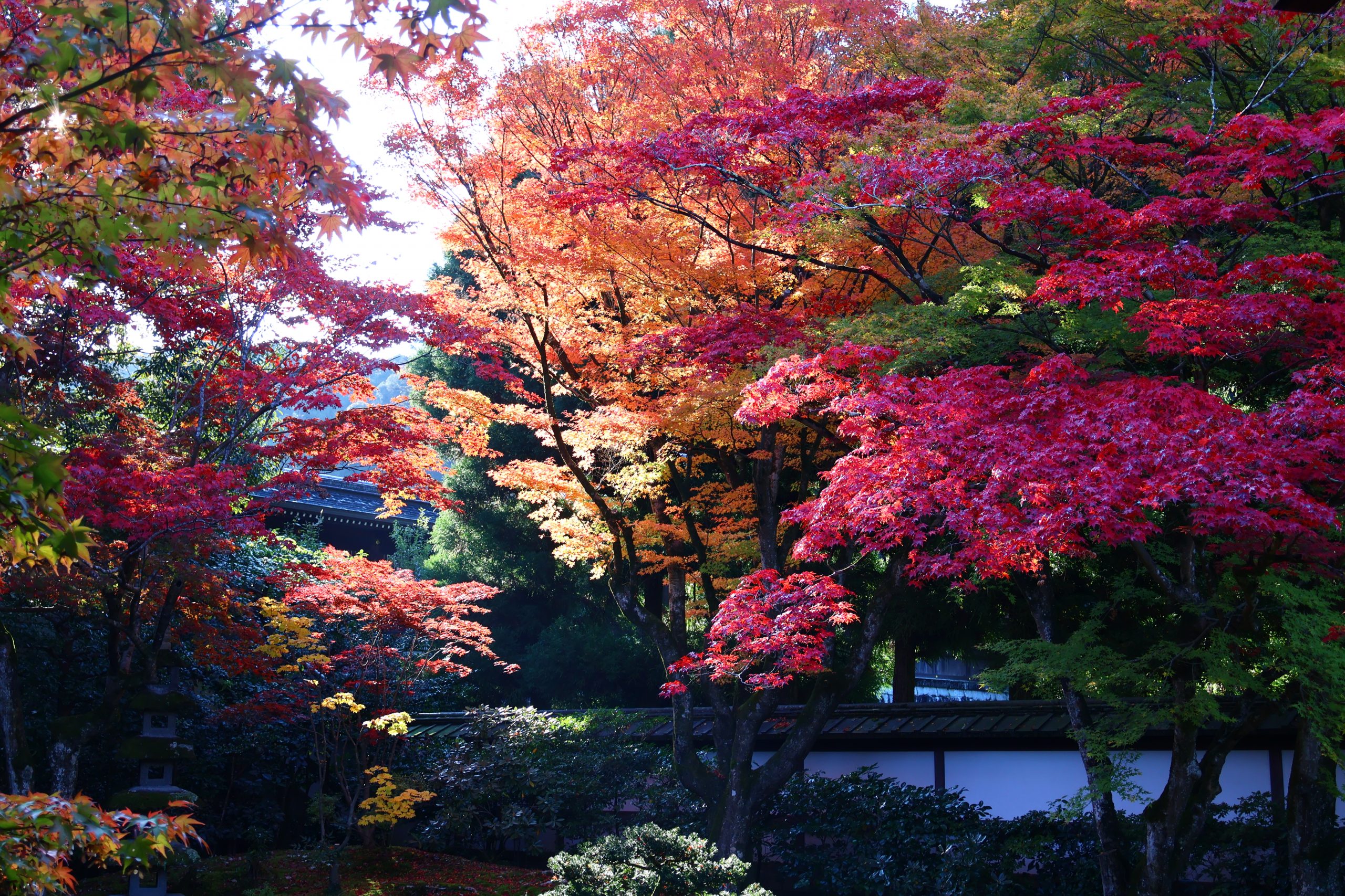 ¡El calendario de hojas de otoño de Kioto 2025 ha sido actualizado!
