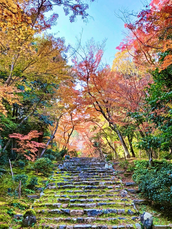 The Kyoto Autumn Leaves Calendar 2025 has been updated!