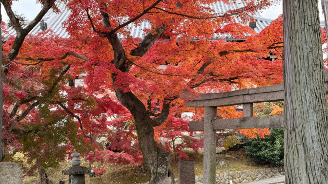 2025년 교토 단풍 달력이 업데이트되었습니다!