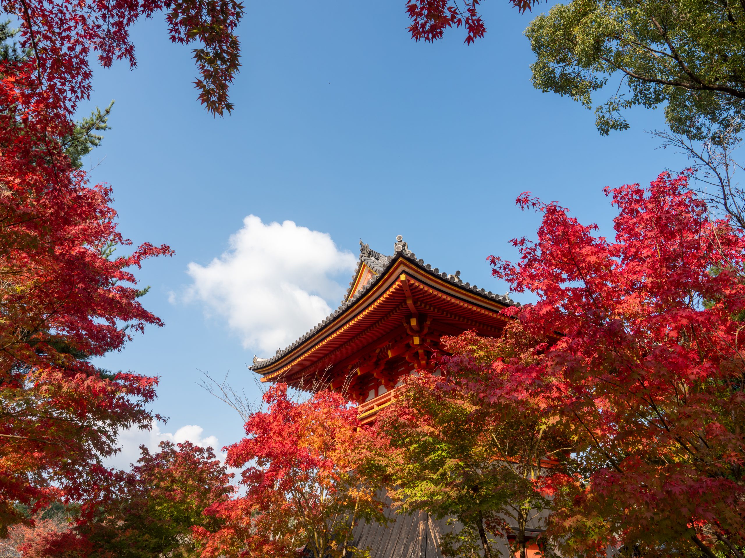 2025年京都賞楓日曆已更新！