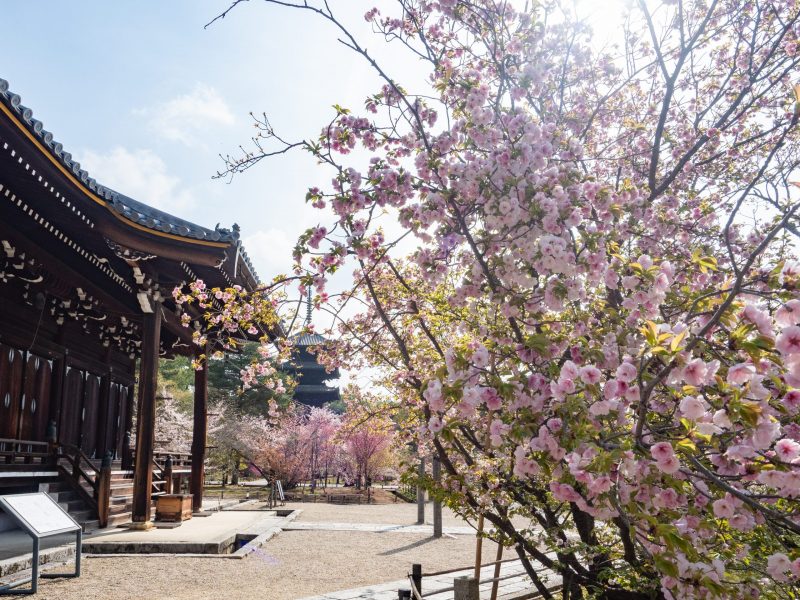 The Kyoto Cherry Blossom Calendar Has Been Updated!