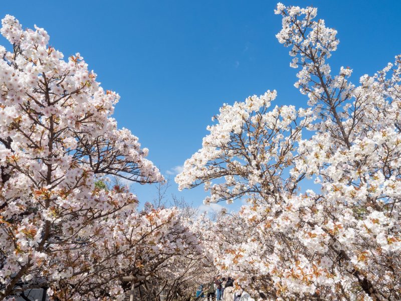교토 벚꽃 달력이 업데이트되었습니다!