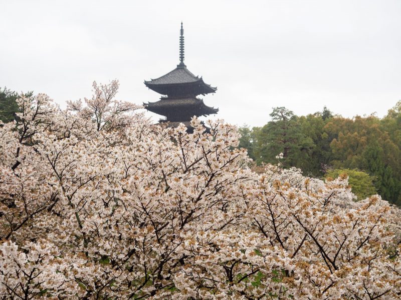 ¡El calendario de los cerezos en flor de Kioto se ha actualizado!