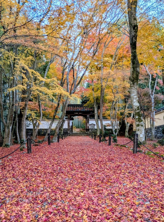 ¡El calendario de hojas de otoño de Kioto 2025 ha sido actualizado!