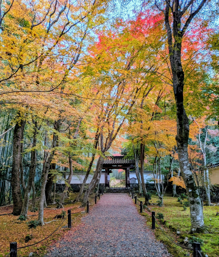 2025년 교토 단풍 달력이 업데이트되었습니다!