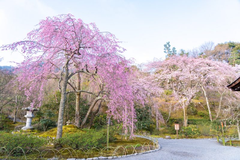 ¡El calendario de los cerezos en flor de Kioto se ha actualizado!