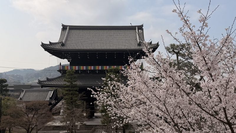 The Kyoto Cherry Blossom Calendar Has Been Updated!