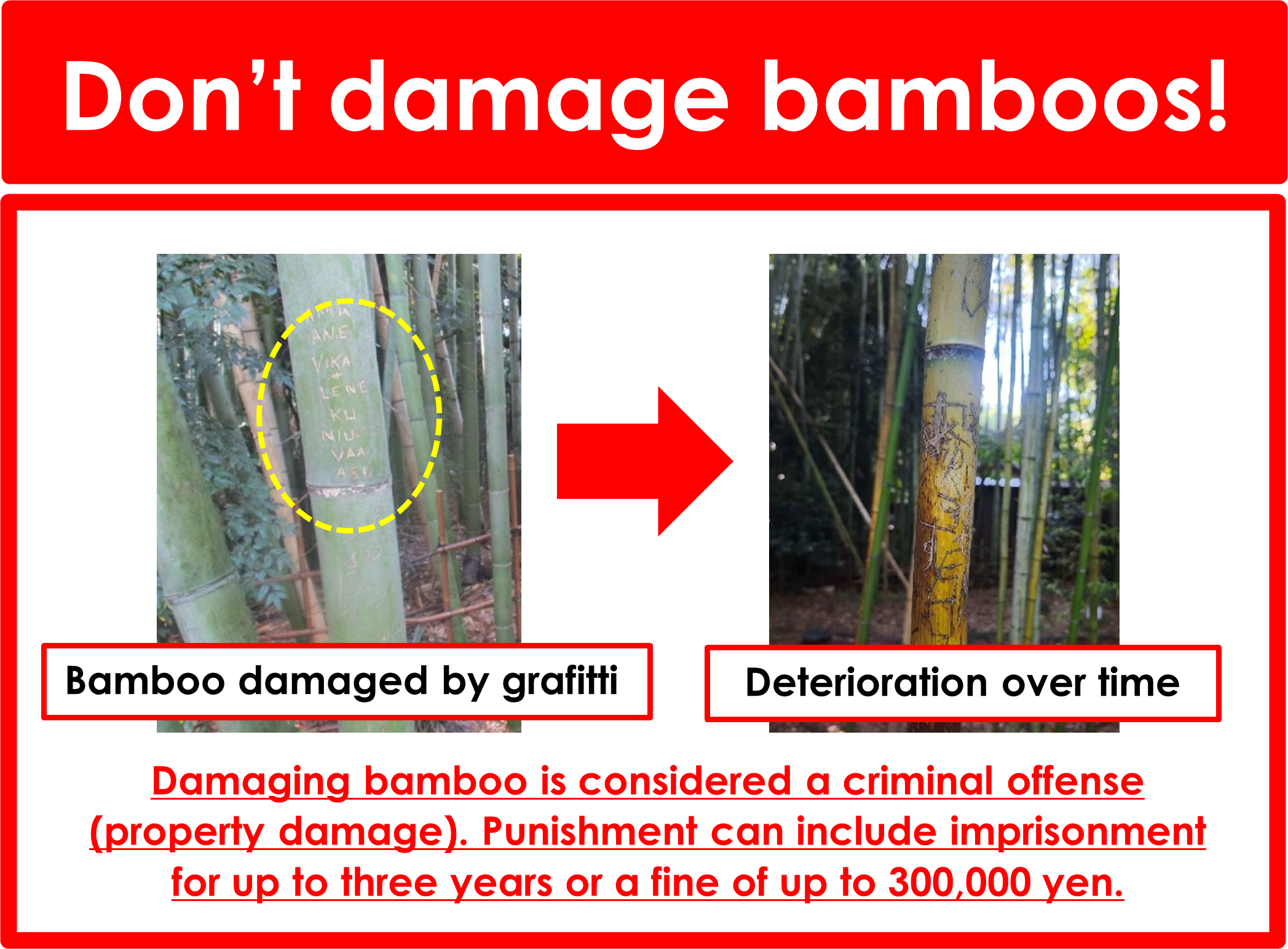 대나무를 손상시키지 마십시오