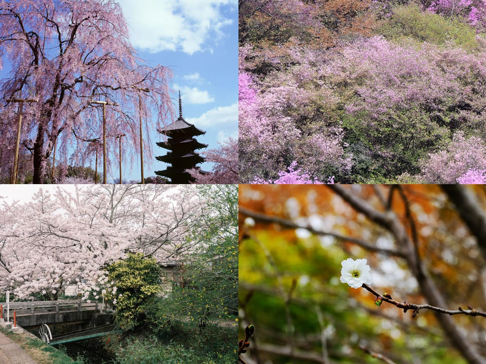 Kyoto Cherry Blossoms: Varieties and Recommended Viewing Spots