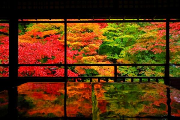 Autumn foliage reflected on a polished table inside Ruriko-in Temple in Kyoto